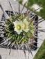 Preview: Stenocactus crispatus